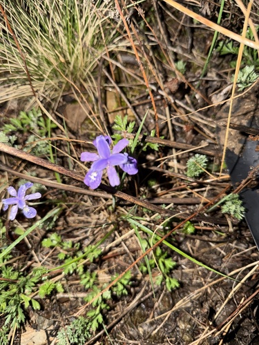 Iris goniocarpa
