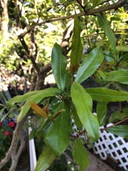 Punica granatum