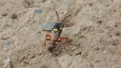 Nomada texana