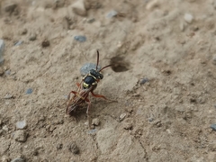 Nomada texana