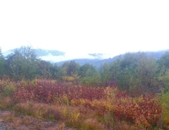 Filipendula camtschatica