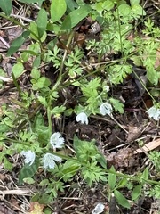(c) ladyjanaye, some rights reserved (CC BY) Phacelia fimbriata, photograph (c) ladyjanaye, some rights reserved (CC BY)