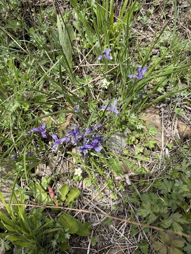 Pilgrim Iris