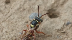 Nomada texana