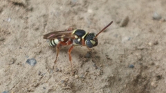 Nomada texana