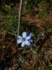 Sisyrinchium nashii