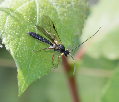 Dyspetes luteomarginatus
