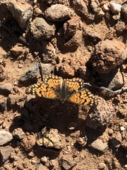 Chlosyne acastus robusta