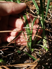 Sisyrinchium nashii