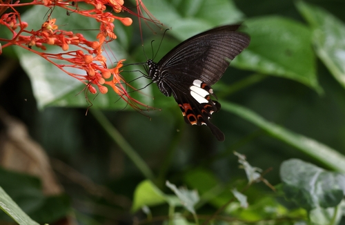 Red Helen Swallowtail