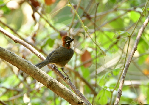 Rusty-crowned Ground Sparrow (Melozone kieneri)