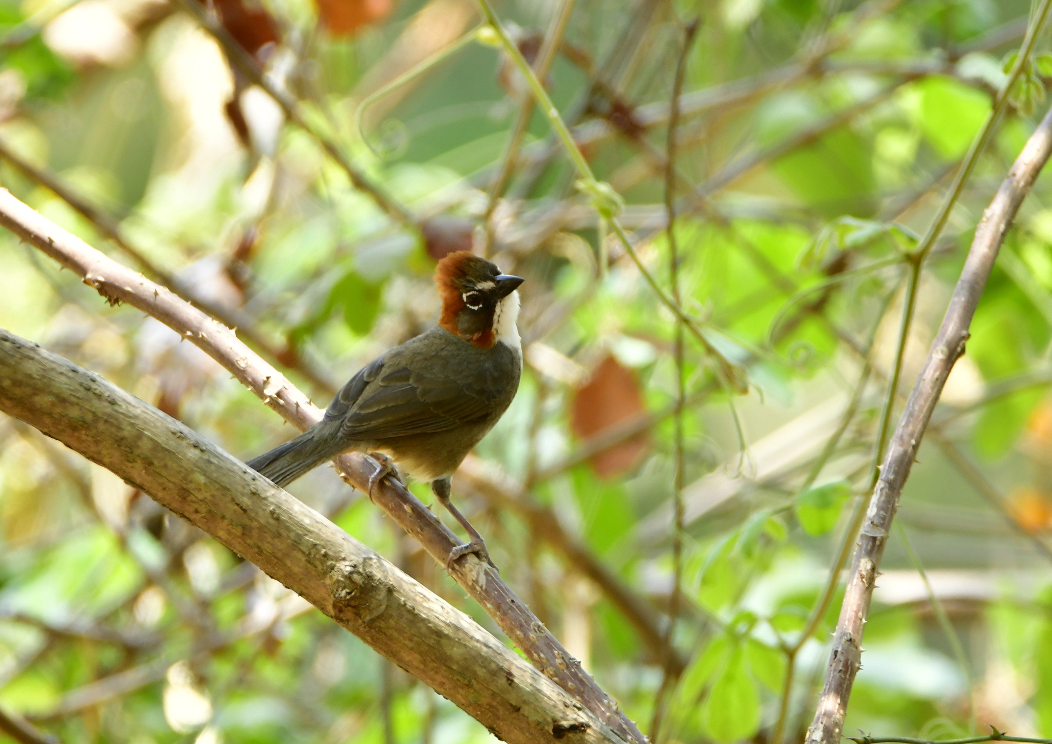 Rusty-crowned Ground Sparrow (Melozone kieneri), photo 1