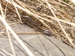 Oligosoma polychroma