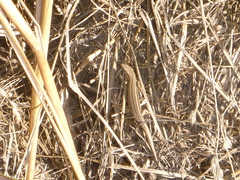 Oligosoma polychroma