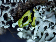 Hypogymnia incurvoides
