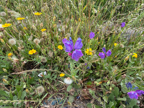 purple viper's-bugloss