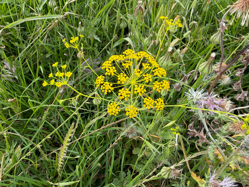 False Fennel
