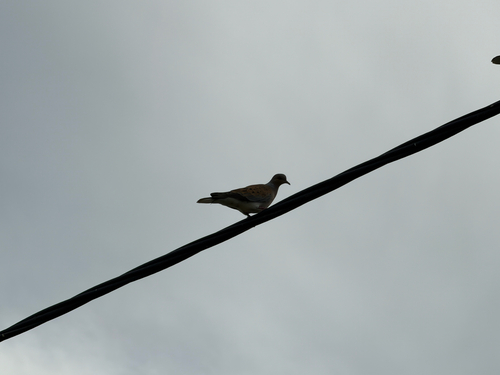 European Turtle-Dove