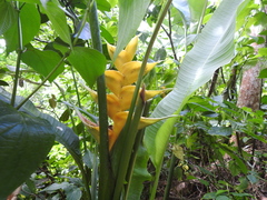 Heliconia caribaea