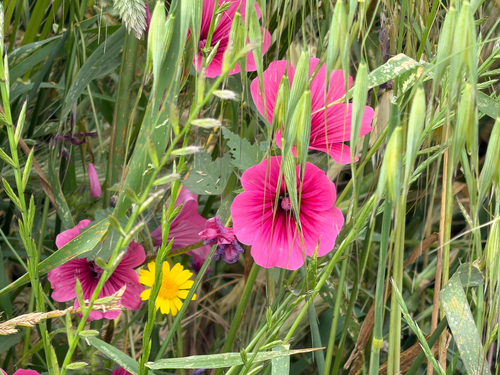 Royal Mallow