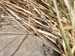 Oligosoma polychroma