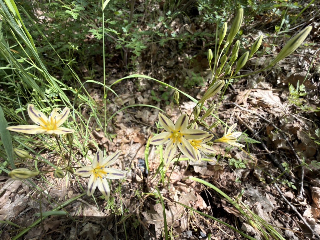 Triteleia hendersonii; photograph (c) Dee Shea Himes, some rights reserved (CC BY)