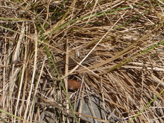 Oligosoma polychroma