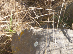 Oligosoma polychroma