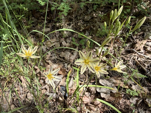Triteleia hendersonii, photograph 2