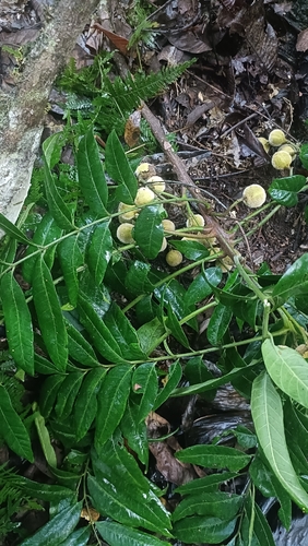 Dysoxylum mollissimum observed 2026-05-06
