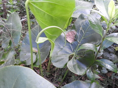 Anthurium grandifolium