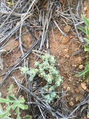 Stylocline sonorensis