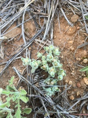 Stylocline sonorensis