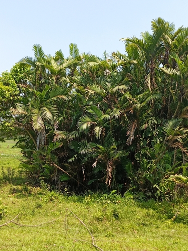 Bactris major, photograph 5