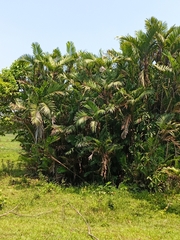 Bactris major, photograph (c) Juan Cruzado Cortés, some rights reserved (CC BY)