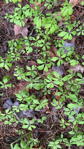 wood anemone