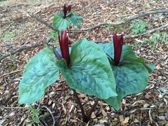 Trillium kurabayashii