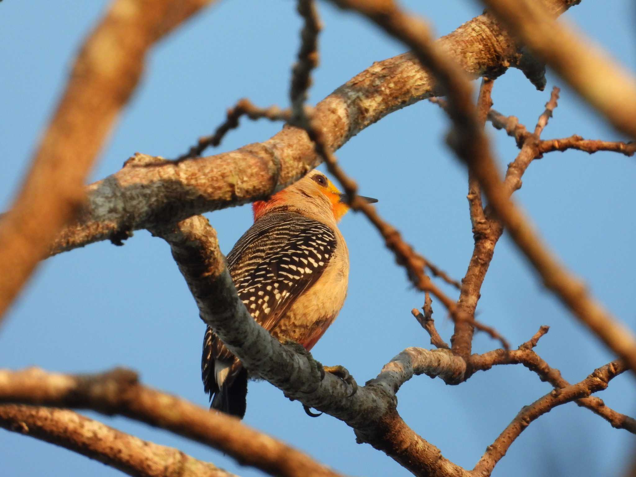 Yucatan Woodpecker (Melanerpes pygmaeus), photo 6