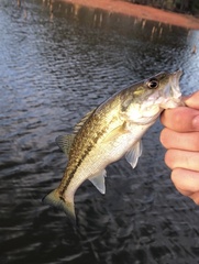 Micropterus henshalli