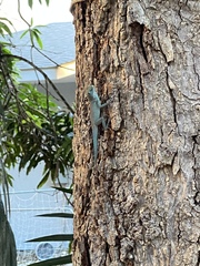Anolis conspersus