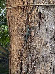 Anolis conspersus