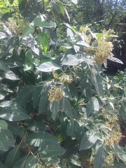 Solanum platycypellon