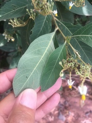 Solanum platycypellon