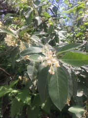 Solanum platycypellon