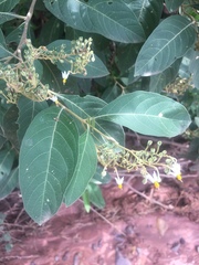 Solanum platycypellon