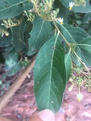 Solanum platycypellon