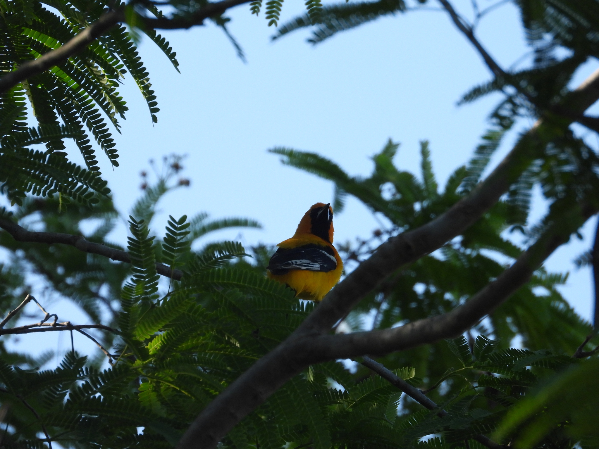 Orange Oriole (Icterus auratus), photo 2
