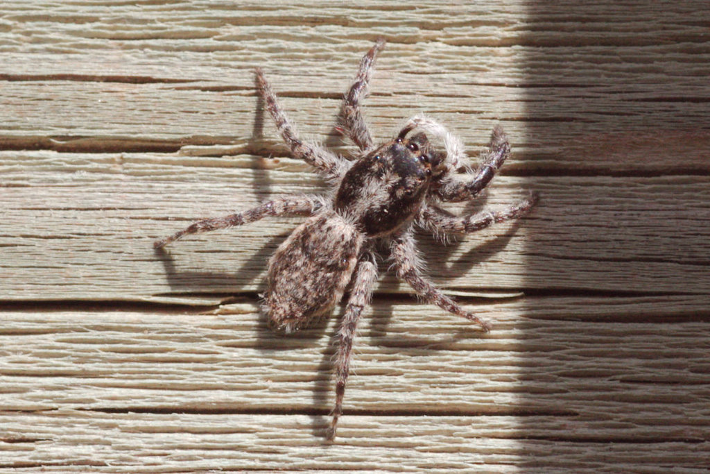 Menemerus taeniatus