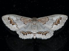 Dithalama cosmospila
