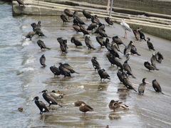 Phalacrocorax carbo hanedae